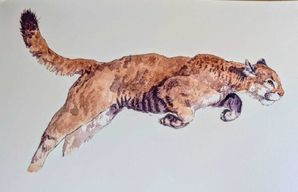 A4 - Leaping Mountain Lion - Pen & Watercolour on Paper