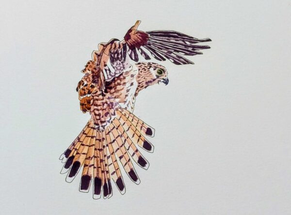 A4 - Hovering Kestrel - Pen & Watercolour on Paper